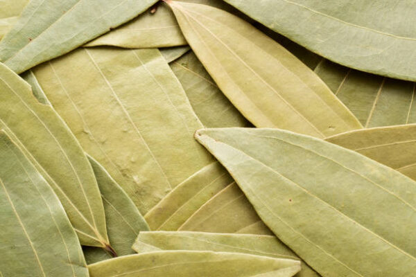 Tej Patta (Bay Leaf)
